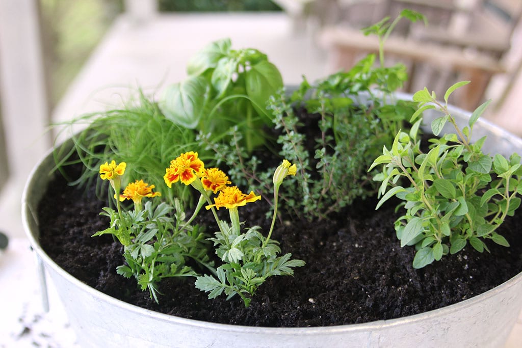 How To Plant A One Container Herb Garden