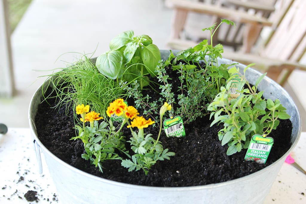 How To Plant A One Container Herb Garden - This Lovely Little Farmhouse