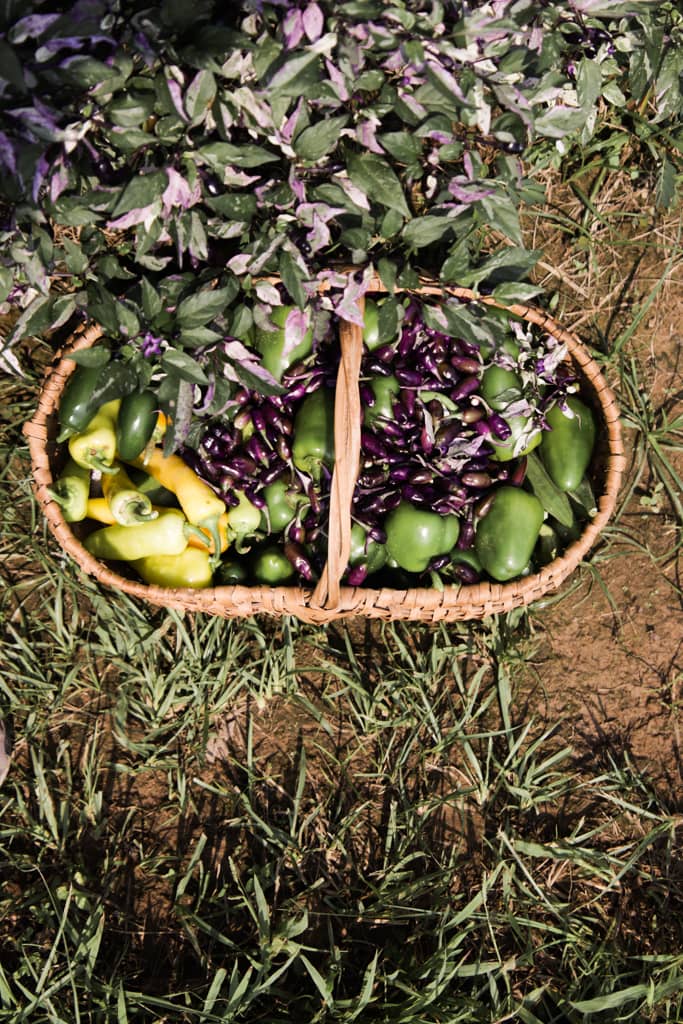 an antique basket filled with freshly picked jigsaw peppers, banana peppers, and bell peppers sitting on the ground in the garden