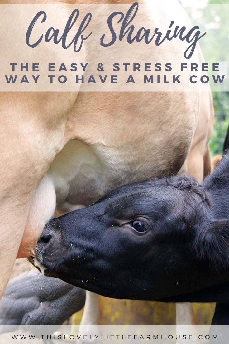 Calf sharing or milk sharing, as it’s sometimes called, is one of the absolute best things you can learn when exploring keeping a family milk cow on your homestead. Calf sharing makes having a home dairy cow easy, flexible, and stress free! Come learn the ins and outs of milk sharing and how to implement calf sharing on your homestead. #familymilkcow #homedairy #homesteaddairycow