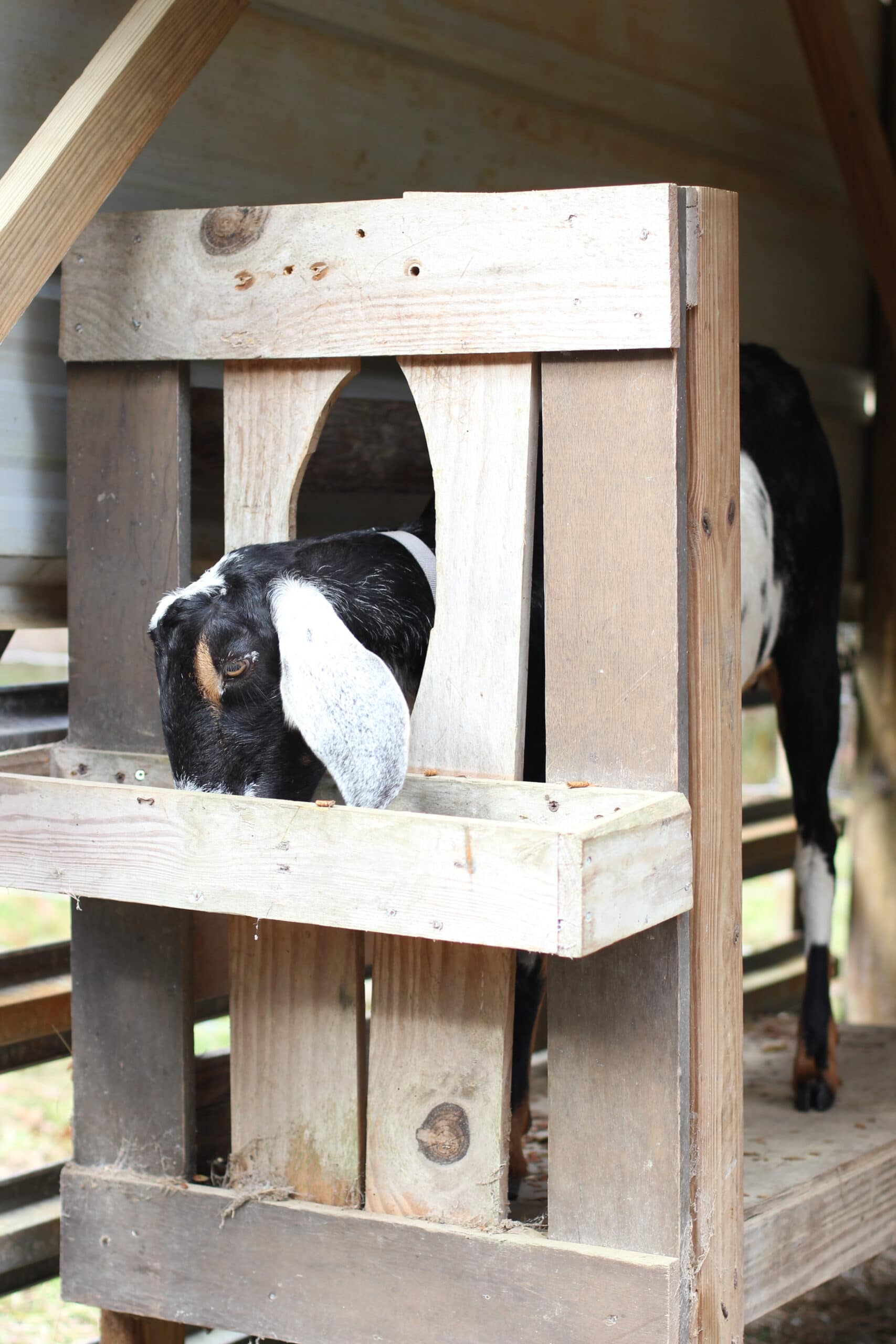 Milk Cow vs Milk Goat | Getting Started With A Home Dairy