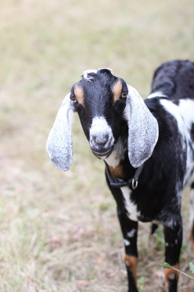black and white nubian milk goat