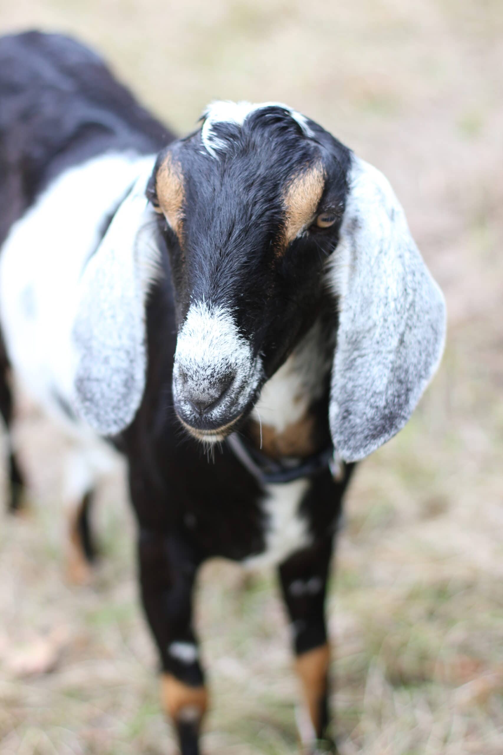 nubian goats for a homestead