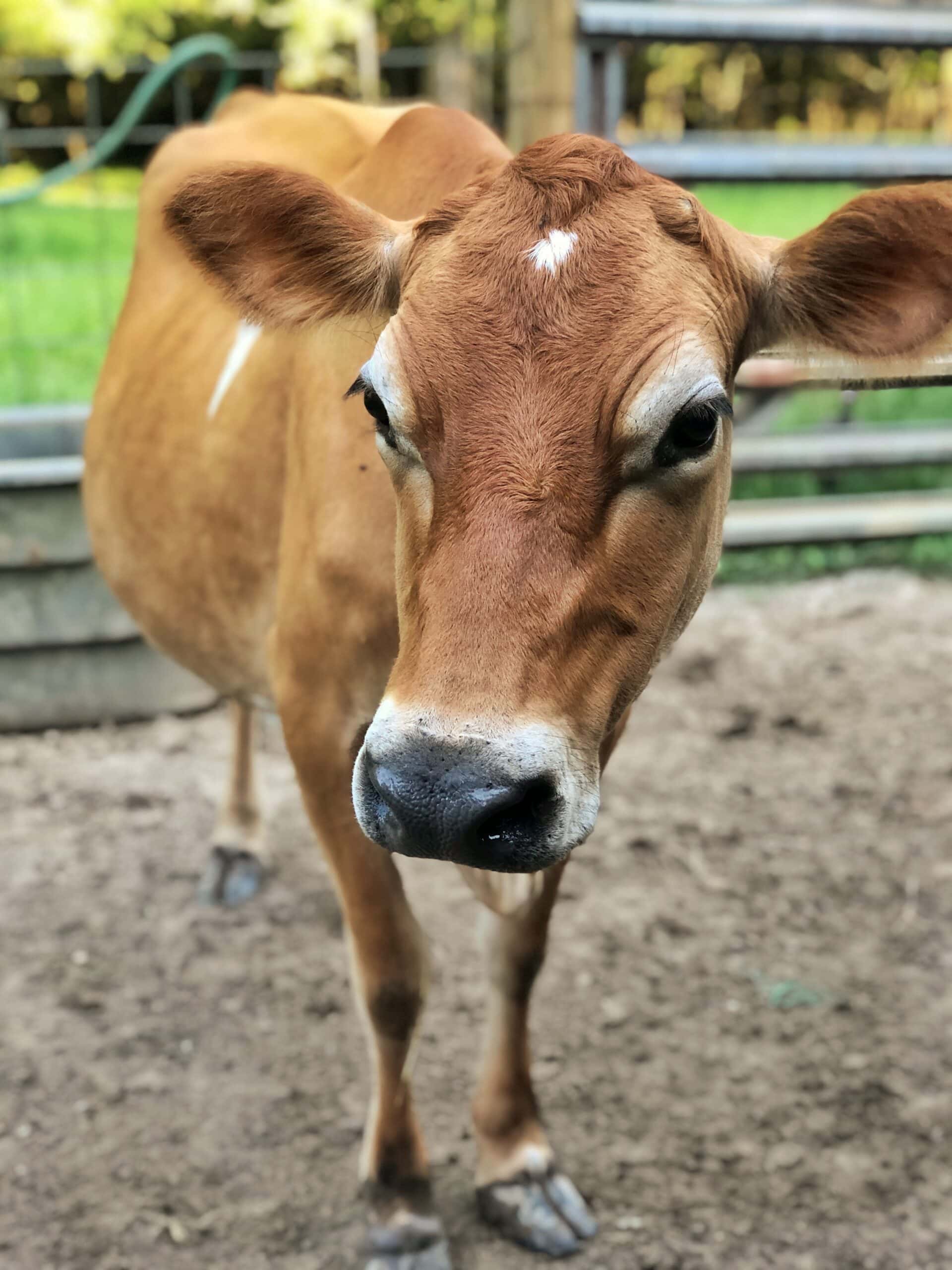 jersey family milk cow for a small homestead
