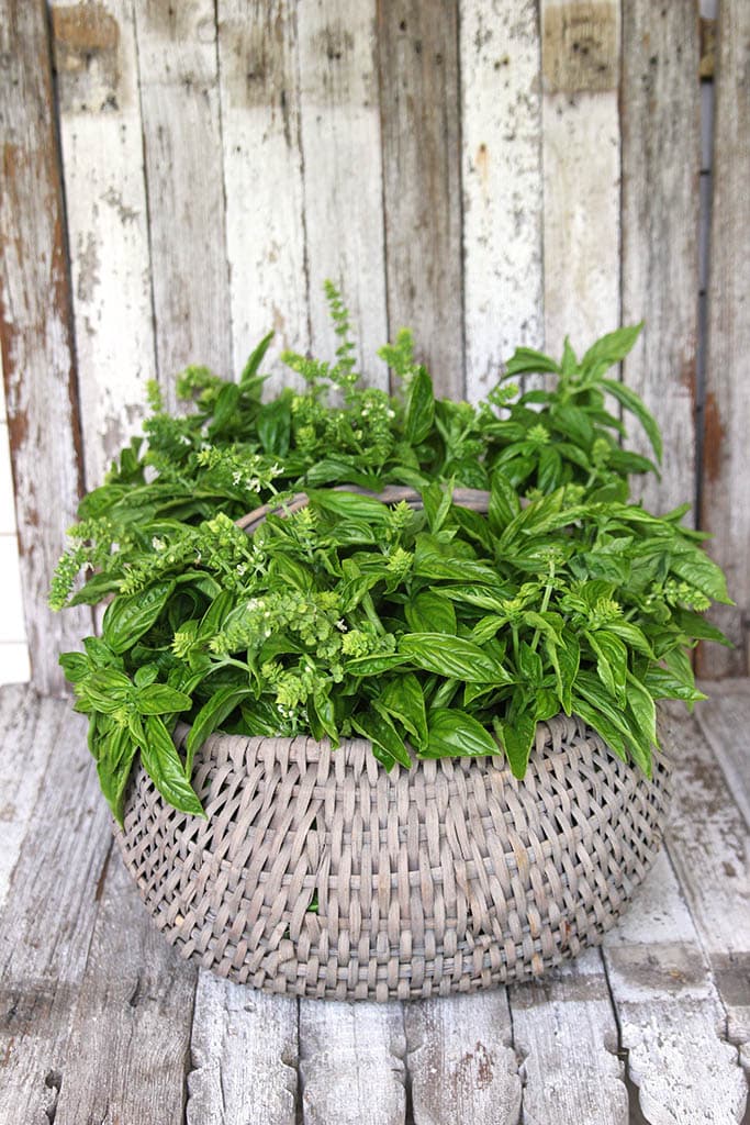 large antique basket filled with fresh picked basil