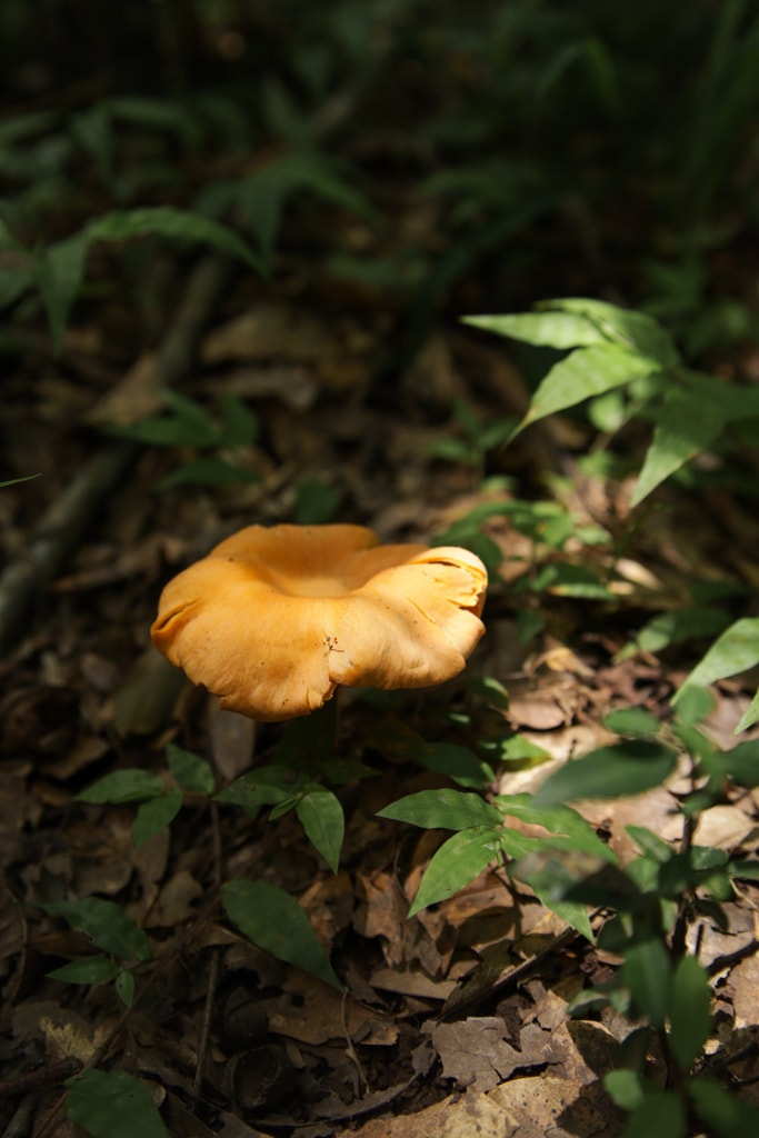 foraging chanterelle mushrooms in hardwood forests