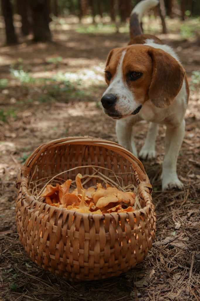 Buddy the beagle standing next to a basket of freshly foraged chanterelle mushrooms