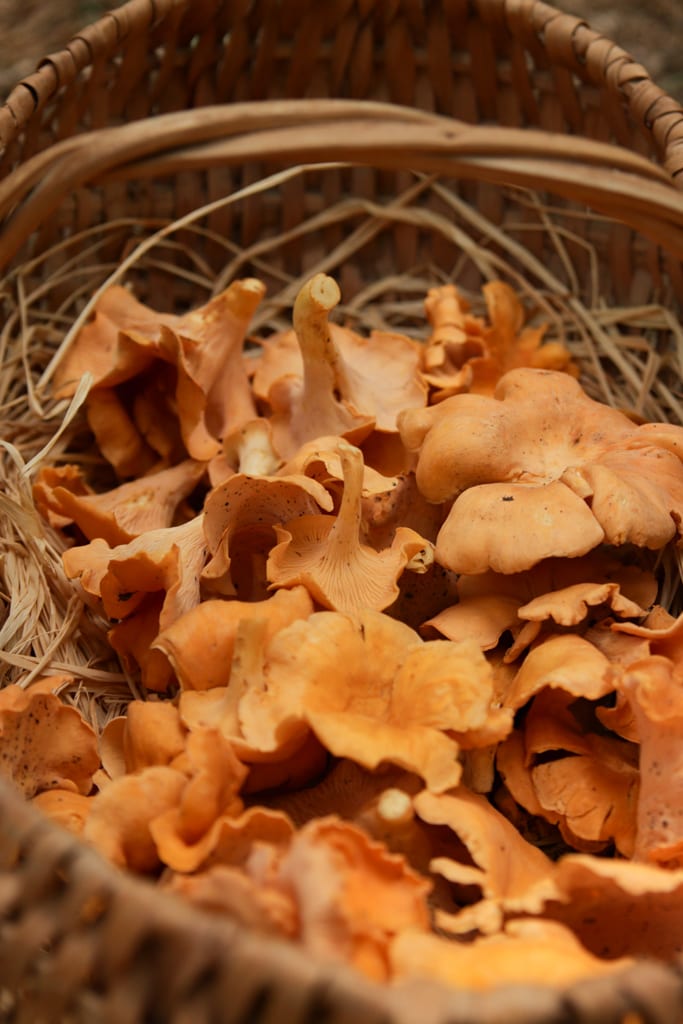 basket of freshly foraged chanterelle mushrooms