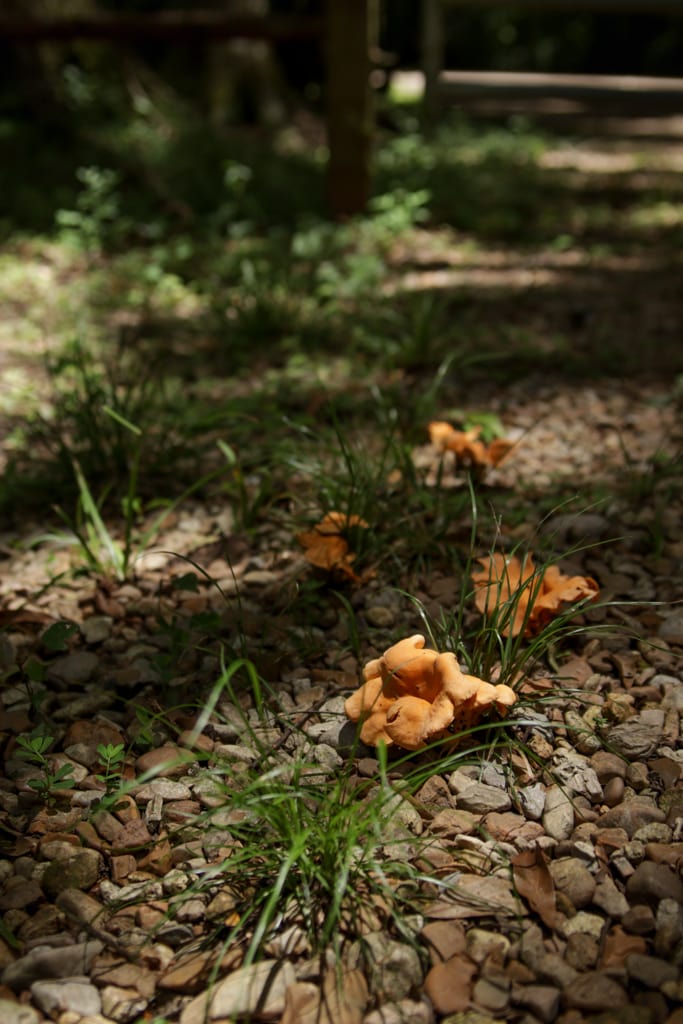 wild chanterelle mushrooms growing in gravel on the edge of a driveway in Louisiana