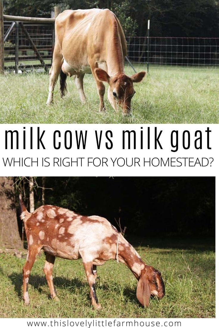 Are you thinking about getting a milk cow or a milk goat for you homestead but not sure which is best? I’ve put together a comprehensive list of the things you need to consider before choosing your first home dairy animal based off of our personal experience of raising both. #goat #cow #homedairy #keepingafamilymilkgoat #dairygoats