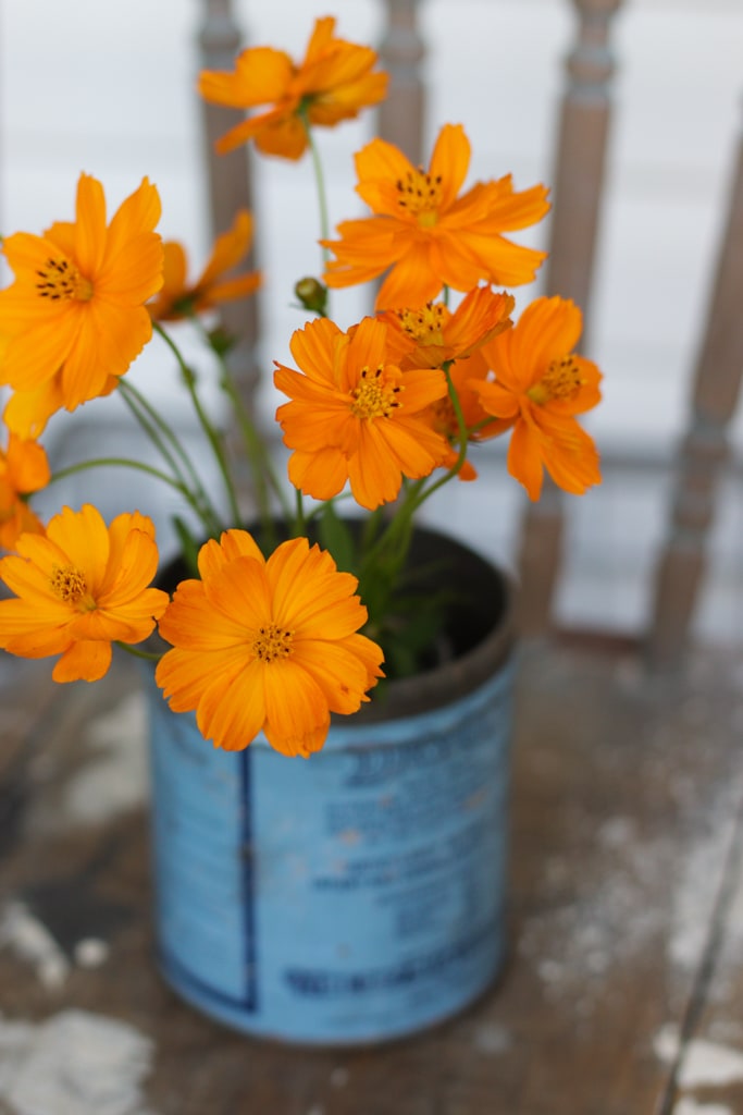 a bouquet of orange cosmos flowers in a vintage blue dryco milk powder can