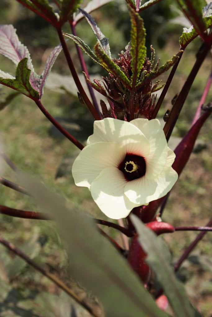 white okra bloom on a pink okra plant
