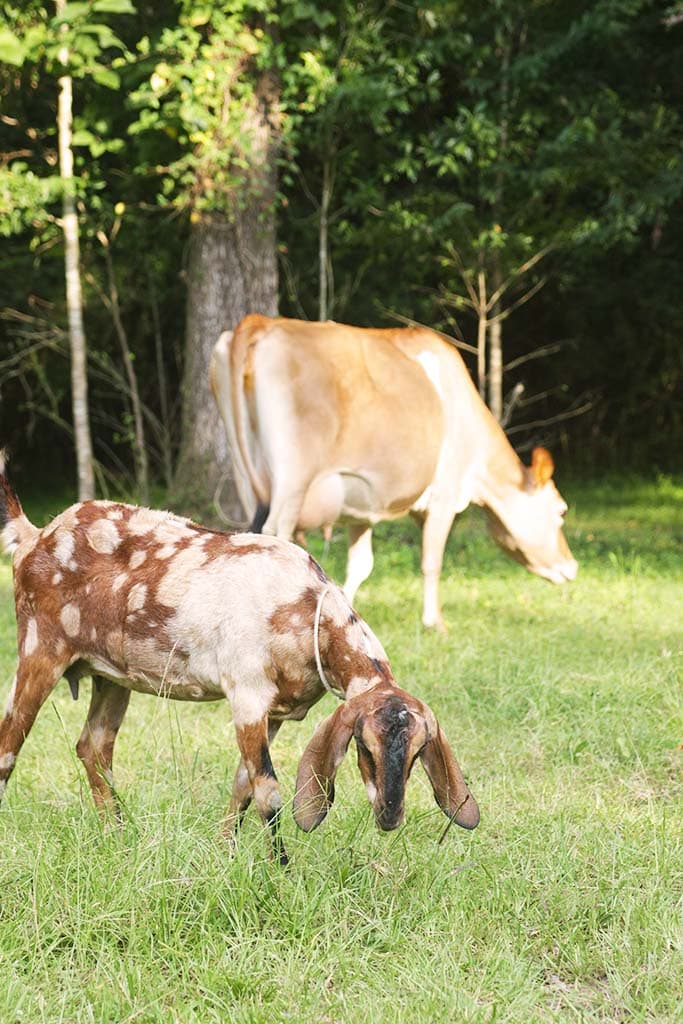 nubian goats and jersey cow on the homestead