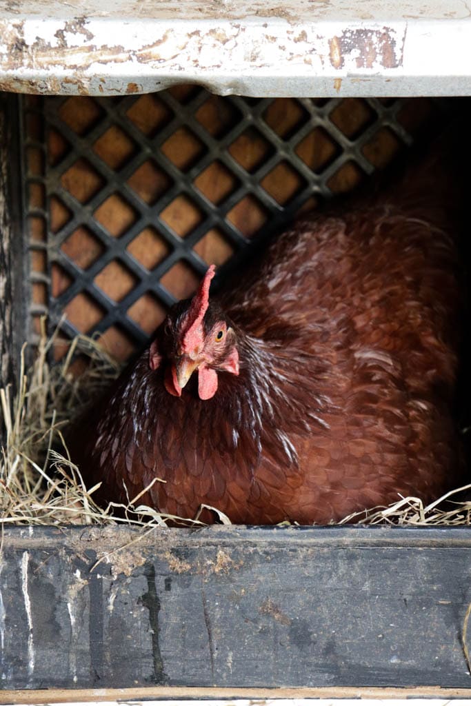 rhode island red hen sitting in a laying box made from a milk crate