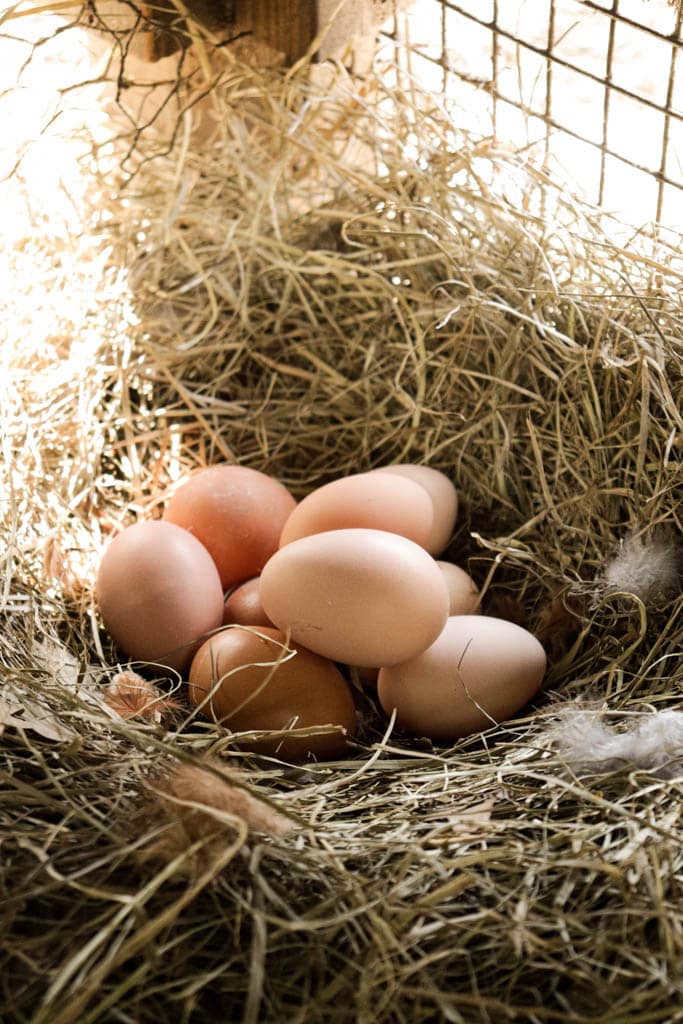 assorted fresh brown chicken eggs in a nest made of hay