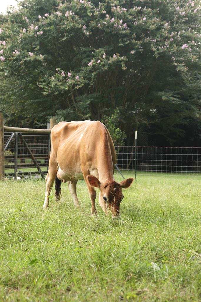 keeping a family milk cow the easy way with calf sharing