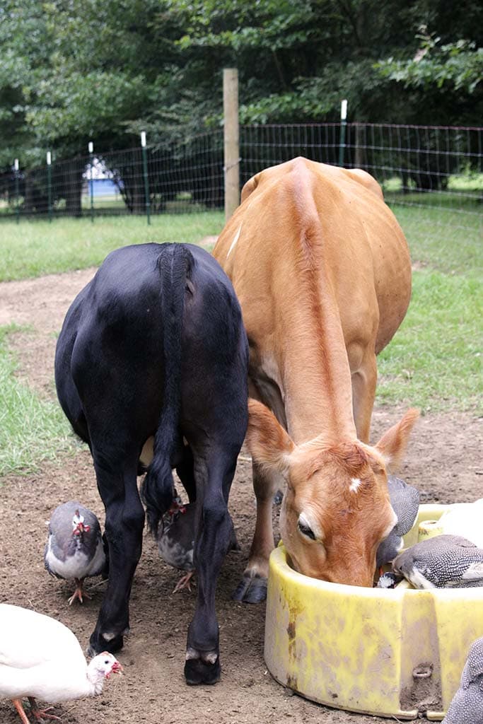 jersey milk cow with calf nursing