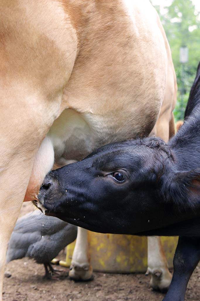 Calf Sharing | Only Milk Once A Day {Or Only When You Need Milk}