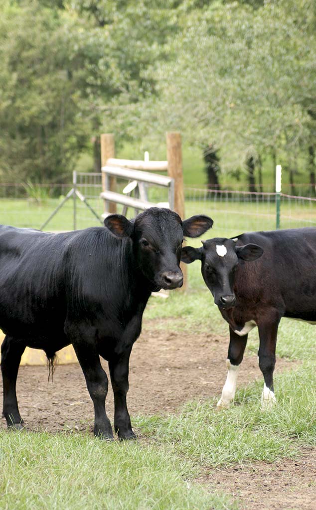 angus jersey cross bull and holstein nurse calf