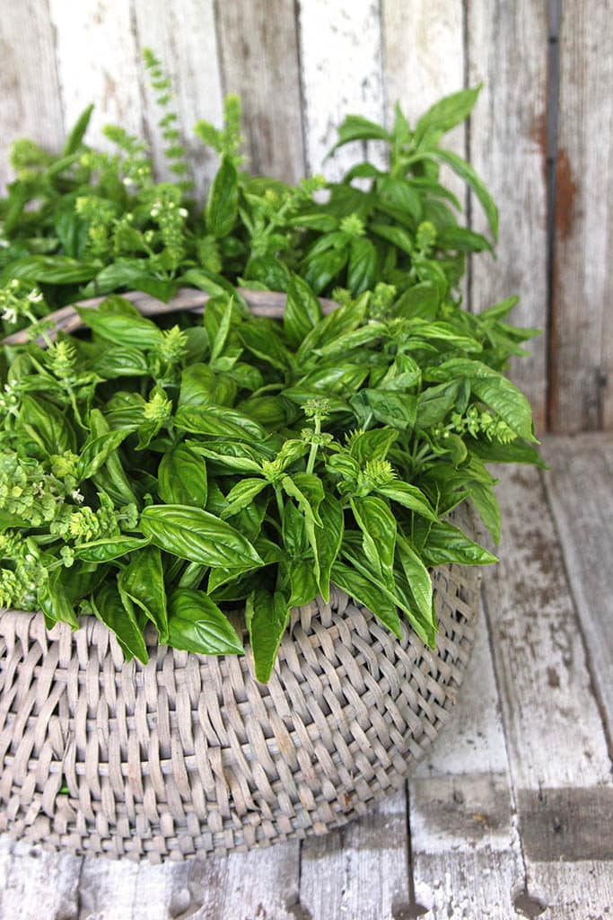 close up photograph of basil in a vintage basket