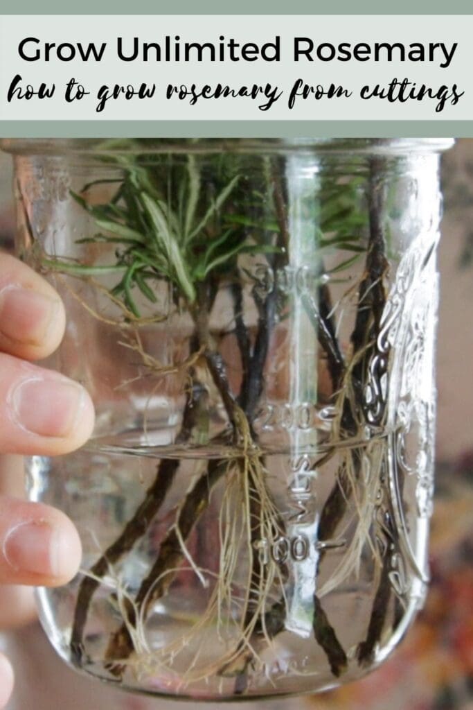 Rooting rosemary from cuttings in water is one of the easiest ways to grow more rosemary! Propagating rosemary allows you to grow little clones of your "mother' plant resulting in a plant that grows better and provides tons of rosemary! #growingrosemary #propagatingrosemary 