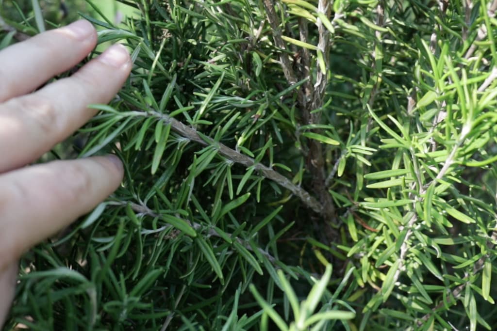 old, woody growth on a rosemary plant is not good for propagating