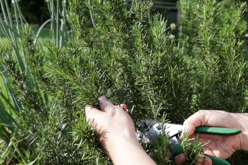propagating rosemary from cuttings