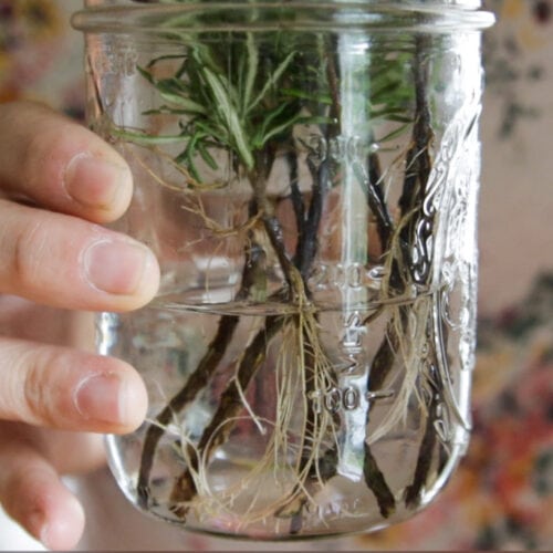 rooted rosemary cuttings ready to plant
