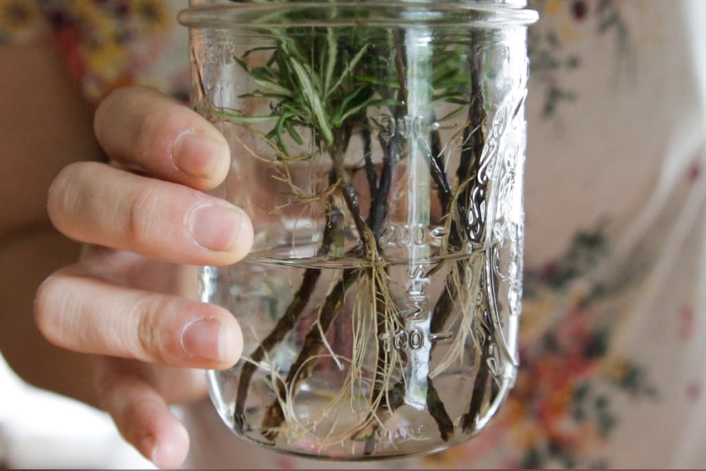 How To Propagate Rosemary | Rooting Rosemary Stems In Water
