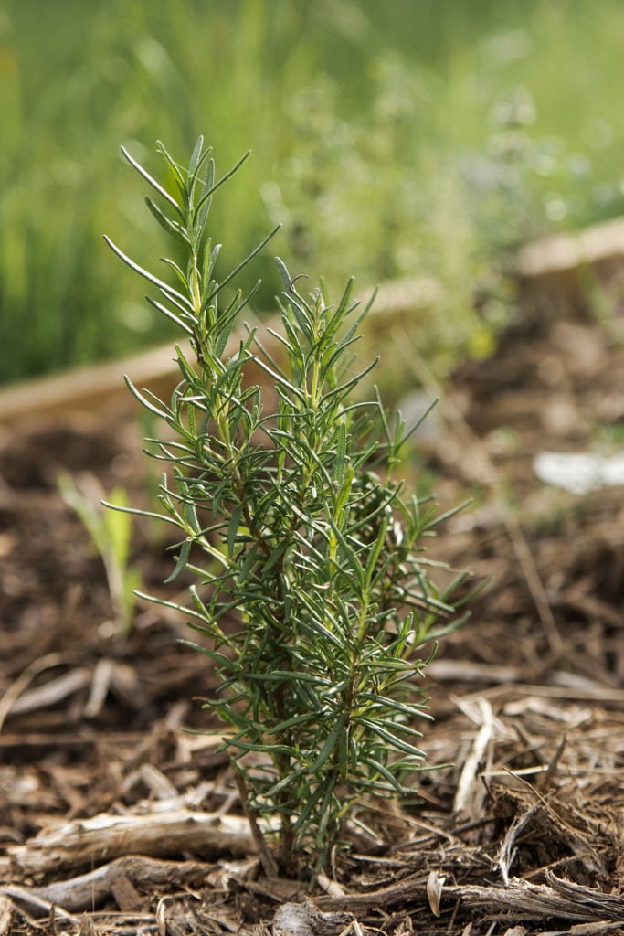 small rosemary bush grown from cuttings