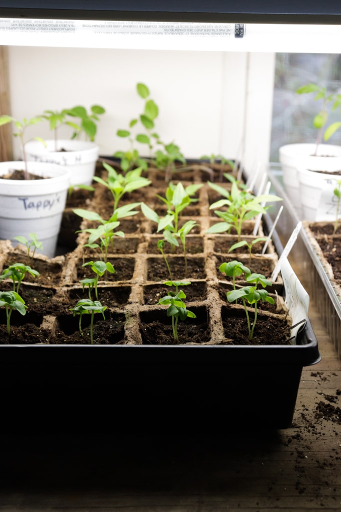 heirloom seedlings in a plastic seed tray on a DIY seed starting station