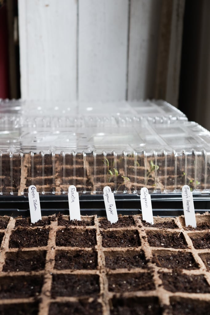 jiffy seed greenhouses with white plant markers